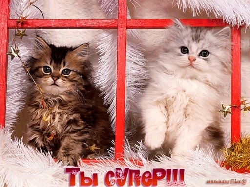 Милые пушистые котята в праздничном стиле с надписью «ТЫ СУПЕР!!!». Идеальная картинка для позитивного настроения и поздравительных открыток. Открытка Ты супер! ты прелесть анимация Милое и трогательное изображение двух пушистых котят, сидящих в праздничном интерьере. Слева — коричневый полосатый котенок с выразительными глазами, справа — белоснежный пушистый котенок. Котята находятся за красной декоративной рамкой, напоминающей окно, украшенной белым мехом и золотистыми звездами