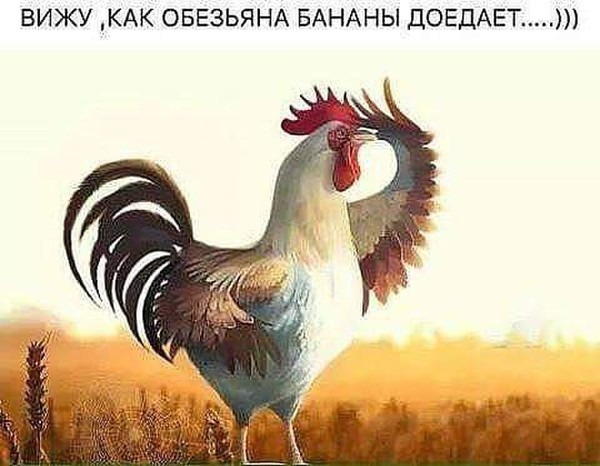 Смешной мем с петухом и ироничной надписью «Вижу, как обезьяна бананы доедает...)))» для использования в соцсетях и переписках. Открытка Вижу, как обезьяна бананы доедает. новый год петуха на смену года обезьяны. Смешной мем с изображением гордого петуха на фоне пшеничного поля. На картинке присутствует ироничная надпись на русском языке: «ВИЖУ, КАК ОБЕЗЬЯНА БАНАНЫ ДОЕДАЕТ.....)))», которая создает комичный эффект и используется для шутливых ответов в социальных сетях Смешной мем с петухом и ироничной надписью «Вижу, как обезьяна бананы доедает...)))» для использования в соцсетях и переписках. Открытка Вижу, как обезьяна бананы доедает. новый год петуха на смену года обезьяны. Смешной мем с изображением гордого петуха на фоне пшеничного поля. На картинке присутствует ироничная надпись на русском языке: «ВИЖУ, КАК ОБЕЗЬЯНА БАНАНЫ ДОЕДАЕТ.....)))», которая создает комичный эффект и используется для шутливых ответов в социальных сетях