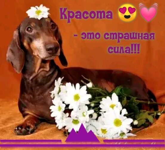 Милый такс с цветком на голове и надписью «Красота — это страшная сила!!!». Трогательное фото с ромашками для позитивных статусов и открыток. Открытка Красота - это страшная сила! Милое и трогательное изображение коричневого такса, украшенного белым цветком на голове. Собака лежит рядом с букетом белых ромашек на теплом оранжевом фоне. На картинке присутствует вдохновляющая надпись на русском языке: 