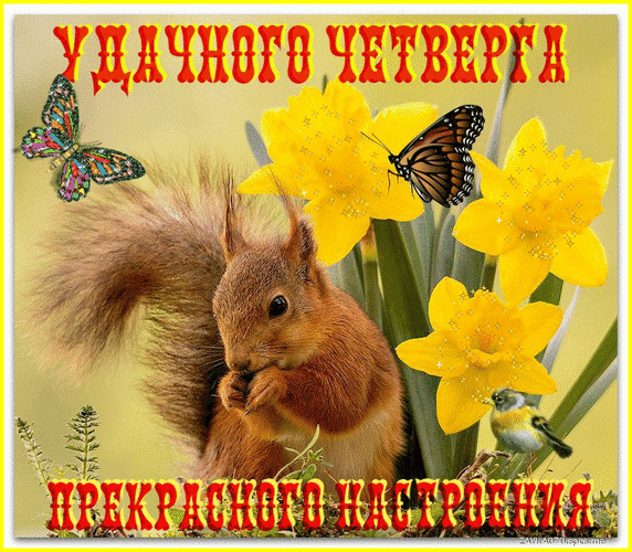 Яркая открытка с белкой и желтыми нарциссами. Пожелания удачного четверга и прекрасного настроения для близких и друзей. Анимированная открытка Удачного четверга! Красочная открытка с пожеланием удачного четверга. На изображении запечатлена милая рыжая белка, которая сидит на фоне ярких желтых нарциссов. Композицию дополняют изящные разноцветные бабочки и солнечная атмосфера. Вверху расположена надпись «УДАЧНОГО ЧЕТВЕРГА», а внизу — «ПРЕКРАСНОГО НАСТРОЕНИЯ»