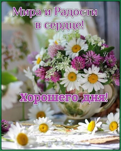 Поздравительная открытка с букетом ромашек и клевера. Текст: «Мира и Радости в сердце! Хорошего дня!» — нежное пожелание доброго дня и мира. Открытка Мира и Радости в сердце! хорошего дня Красивая поздравительная открытка с пышным букетом полевых цветов: белых ромашек и розового клевера в светлой вазе. На изображении наложен текст на русском языке: «Мира и Радости в сердце!» в верхней части и «Хорошего дня!» в нижней