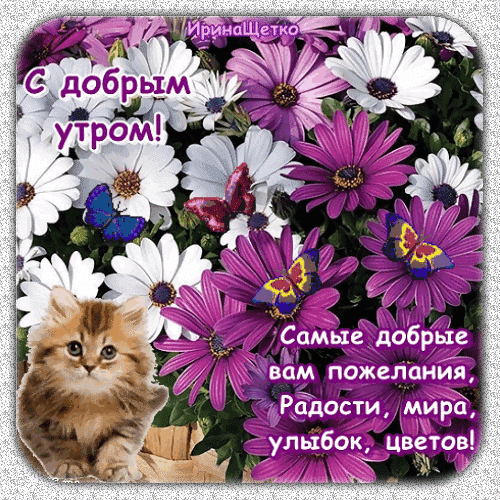 Доброе утро! Красивая открытка с милым котенком, яркими цветами и бабочками. Пожелания радости, мира и улыбок для хорошего начала дня. Анимированная открытка С добрым утром! Самые добрые вам пожелания, Радости, мира, улыбок, цветов! Красочная поздравительная открытка с пожеланиями доброго утра. На изображении представлен пушистый рыжий котенок на фоне пышного букета из белых и фиолетовых цветов (астрах). Декор дополнен яркими бабочками Доброе утро! Красивая открытка с милым котенком, яркими цветами и бабочками. Пожелания радости, мира и улыбок для хорошего начала дня. Анимированная открытка С добрым утром! Самые добрые вам пожелания, Радости, мира, улыбок, цветов! Красочная поздравительная открытка с пожеланиями доброго утра. На изображении представлен пушистый рыжий котенок на фоне пышного букета из белых и фиолетовых цветов (астрах). Декор дополнен яркими бабочками