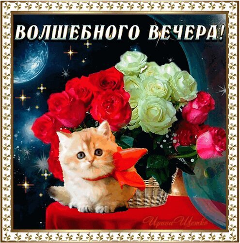 Поздравительная открытка «Волшебного вечера!» с милым котенком и букетом красных и белых роз на фоне звездного неба. Идеально для романтического пожелания. Открытка Добрый вечер! Красивая поздравительная открытка с милым рыжим котенком, украшенным красным бантом, на фоне пышного букета из красных и белых роз. Фон выполнен в стиле волшебного ночного неба с сияющими звездами и луной. В верхней части изображения расположена надпись «ВОЛШЕБНОГО ВЕЧЕРА!», создающая атмосферу праздника, уюта и романтики