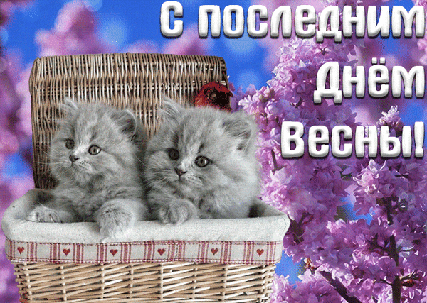 Милая открытка с серыми котятами в корзине на фоне цветущей сирени. Поздравление «С последним днем весны!» для соцсетей и мессенджеров. Анимированная открытка Завтра лето! Милая открытка с двумя пушистыми серыми котятами, сидящими в плетеной корзине на фоне цветущей сирени. На изображении крупным шрифтом на русском языке написано: «С последним днем весны!». Яркая, весенняя и эмоциональная картинка, идеально подходящая для поздравлений в социальных сетях, мессенджерах и блогах Милая открытка с серыми котятами в корзине на фоне цветущей сирени. Поздравление «С последним днем весны!» для соцсетей и мессенджеров. Анимированная открытка Завтра лето! Милая открытка с двумя пушистыми серыми котятами, сидящими в плетеной корзине на фоне цветущей сирени. На изображении крупным шрифтом на русском языке написано: «С последним днем весны!». Яркая, весенняя и эмоциональная картинка, идеально подходящая для поздравлений в социальных сетях, мессенджерах и блогах