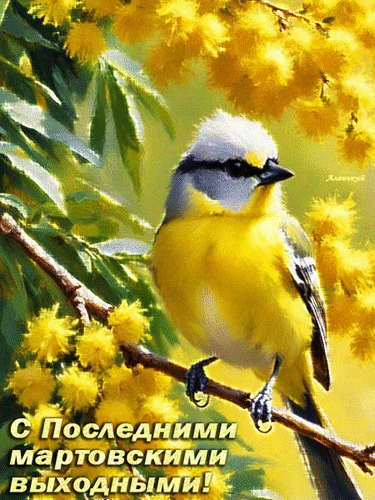Поздравительная открытка с милой синицей на фоне цветущей желтой мимозы. Надпись: С Последними мартовскими выходными!. Весеннее настроение и уют. Анимированная открытка С Последними мартовскими выходными! Красочная поздравительная открытка с изображением очаровательной синицы, сидящей на ветке среди пышного цветения желтой мимозы. Птица с ярким желтым брюшком и характерной серо-голубой «шапочкой» выглядит очень мило и естественно. Фон наполнен солнечным светом и нежными желтыми соцветиями, создавая весеннее, теплое и радостное настроение