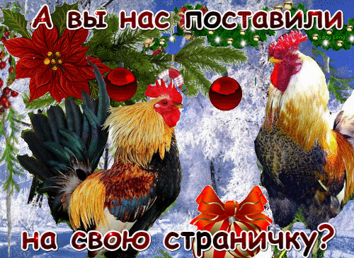 Забавная открытка с двумя петухами, новогодними шарами и пуансеттией. Текст: А вы нас поставили на свою страничку?. Идеально для соцсетей и поздравлений. Анимированная открытка А вы нас поставили на свою страничку? Праздничная и забавная цифровая открытка с изображением двух ярких петухов на фоне зимнего пейзажа. Композиция украшена красными цветами пуансеттии, новогодними шарами и красным бантом. В верхней и нижней части изображения расположен текст на русском языке белыми буквами с контуром: 