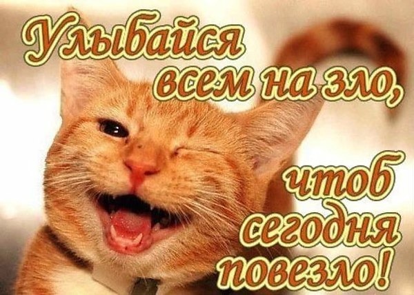Смешной рыжий кот с надписью: «Улыбайся всем на зло, чтоб сегодня повезло!». Позитивная картинка для хорошего настроения и пожелания удачи. Открытка Улыбайся вмем на зло, чтоб сегодня повезло! Смешная картинка с рыжим котом, который широко улыбается и подмигивает. На изображении наложен жизнеутверждающий текст на русском языке: Улыбайся всем на зло, чтоб сегодня повезло! Смешной рыжий кот с надписью: «Улыбайся всем на зло, чтоб сегодня повезло!». Позитивная картинка для хорошего настроения и пожелания удачи. Открытка Улыбайся вмем на зло, чтоб сегодня повезло! Смешная картинка с рыжим котом, который широко улыбается и подмигивает. На изображении наложен жизнеутверждающий текст на русском языке: Улыбайся всем на зло, чтоб сегодня повезло!