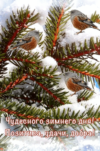Зимняя открытка с птицами на заснеженных ветках ели. Надпись: Чудесного зимнего дня! Позитива, удачи, добра!. Красивое пожелание тепла и радости зимой. Анимированная открытка Чудесного зимнего дня! Позитива, удачи, добра! Красочная зимняя открытка с изображением трех маленьких птиц, уютно устроившихся на заснеженных ветках ели. Птицы с серовато-коричневым оперением создают атмосферу живой природы в зимнем лесу. На фоне видны мягкие хлопья снега и искрящиеся снежинки. В нижней части изображения расположена поздравительная надпись на русском языке: 