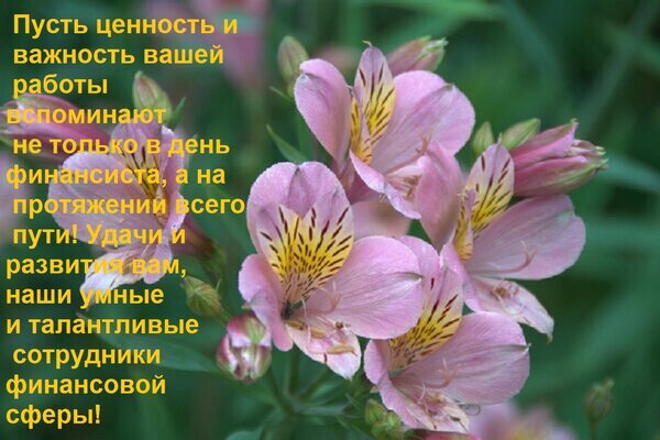 Поздравление для сотрудников финансовой сферы с нежными розовыми цветами. Теплые пожелания успеха, признания и развития в профессии. Идеально для открытки. Открытка Пусть ценность и важность вашей работы вспоминают не только в день финансиста, а на протяжении всег Красивое поздравительное изображение с нежными розовыми цветами альстромерия на зеленом фоне. На картинке размещено вдохновляющее текстовое поздравление на русском языке, адресованное сотрудникам финансовой сферы. Текст желает им признания ценности их труда не только в День финансиста, но и на протяжении всего профессионального пути, а также удачи и развития