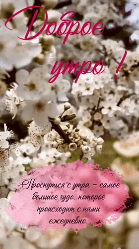 Открытка «Доброе утро!» с нежными цветами и вдохновляющей цитатой о чуде каждого нового дня. Идеально для пожелания доброго утра в WhatsApp и соцсетях. Анимированная открытка Доброе утро! Проснуться с утра - самое большое чудо, которое происходит с нами ежедневно. Красивая поздравительная открытка с надписью «Доброе утро!». На фоне нежных цветущих белых цветов (вишни или яблони) расположена вдохновляющая цитата: «Проснуться с утра — самое большое чудо, которое происходит с нами ежедневно» Открытка «Доброе утро!» с нежными цветами и вдохновляющей цитатой о чуде каждого нового дня. Идеально для пожелания доброго утра в WhatsApp и соцсетях. Анимированная открытка Доброе утро! Проснуться с утра - самое большое чудо, которое происходит с нами ежедневно. Красивая поздравительная открытка с надписью «Доброе утро!». На фоне нежных цветущих белых цветов (вишни или яблони) расположена вдохновляющая цитата: «Проснуться с утра — самое большое чудо, которое происходит с нами ежедневно»