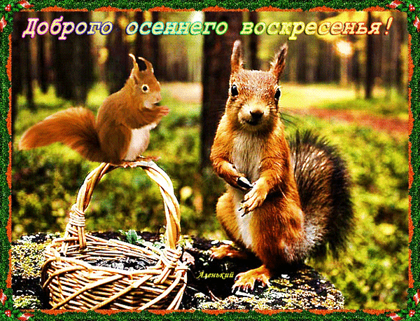 Открытка «Доброго осеннего воскресенья!» с милыми рыжими белками в осеннем лесу. Теплое пожелание для близких и друзей в уютном лесном стиле. Анимированная открытка Доброго Осеннего Воскресенья! Милая поздравительная открытка с изображением двух рыжих белок в осеннем лесу. На переднем плане одна белка сидит на пне рядом с плетеной корзинкой, а вторая запечатлена в динамичной позе. На картинке красуется надпись на русском языке: «Доброго осеннего воскресенья!»