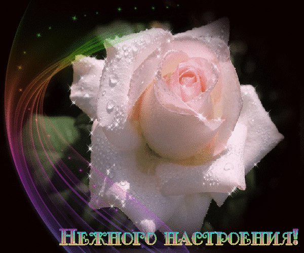 Розовая роза в каплях росы с надписью «Нежного настроения!». Красивая открытка-пожелание с мерцающими искрами и нежным цветочным дизайном. Анимированная открытка Нежного настроения! Красивое и эстетичное изображение нежно-розовой розы, покрытой каплями росы. Цветок выглядит освежающим и романтичным на темном фоне, дополненном волшебными световыми бликами, мерцающими искрами и градиентными цветными линиями