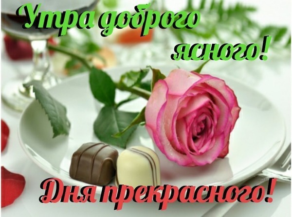 Поздравительная открытка: розовая роза и шоколадные трюфели. Надпись: «Утра доброго ясного! Дня прекрасного!». Красивое пожелание хорошего утра. Открытка Утра доброго ясного! Красивая поздравительная открытка для доброго утра. На белой тарелке лежат два изысканных трюфеля (шоколадный и белый) и нежная розовая роза. Композиция дополнена надписью на русском языке: «Утра доброго ясного! Дня прекрасного!»