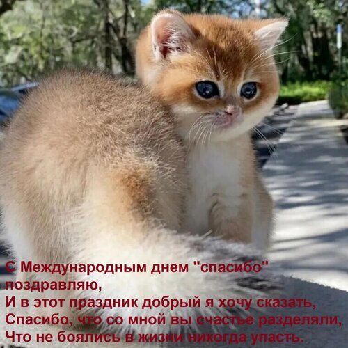 Открытка с рыжим котенком к Международному дню «спасибо». Трогательные слова благодарности и пожелания добра для близких и друзей в картинке-поздравлении. Открытка С Международным днем спасибо поздравляю, И в этот праздник добрый я хочу сказать, Спасибо, что со Милая картинка с рыжим котенком для поздравления с Международным днем «спасибо». На изображении очаровательный пушистый котенок с большими глазами, на фоне которого расположен трогательный текст на русском языке. Текст выражает благодарность близким людям за то, что они разделяли счастье и поддерживали в трудные моменты жизни