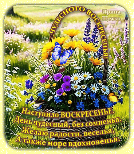 Праздничная открытка «Чудесного воскресенья!» с ярким букетом полевых цветов, бабочками и душевным пожеланием радости и вдохновения на солнечной поляне. Анимированная открытка Чудесного воскресенья! Красочная праздничная открытка с пожеланием на воскресенье. На изображении представлен пышный букет полевых цветов: желтых лютиков, белых ромашек и фиолетовых полевых цветов, стоящий в плетеной корзинке. На цветах сидят яркие голубые и желтые бабочки. На фоне — залитая солнцем весенняя поляна. Поверх изображения наложен текст на русском языке: «Чудесного воскресенья!» в верхней части и поэтическое пожелание радости, веселья и вдохновения в нижней части