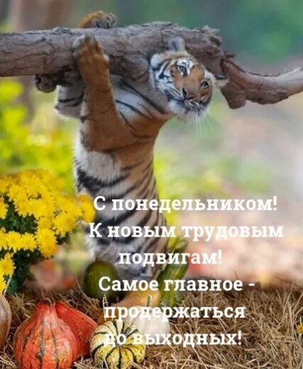 Смешной мем с тигром на понедельник: «К новым трудовым подвигам! Главное — продержаться до выходных!». Идеальная картинка для настроения в начале недели. Открытка С понедельником! К новым трудовым подвигам! Самое главное продержаться до выходных! - Забавный мем с тигром, который обнимает дерево, создавая комичный эффект. Изображение дополнено мотивирующей и ироничной надписью на русском языке: «С понедельником! К новым трудовым подвигам! Самое главное — продержаться до выходных!». Картинка идеально подходит для поздравлений в социальных сетях, мессенджерах и чатах, чтобы разрядить обстановку в начале рабочей недели и поднять настроение коллегам и друзьям