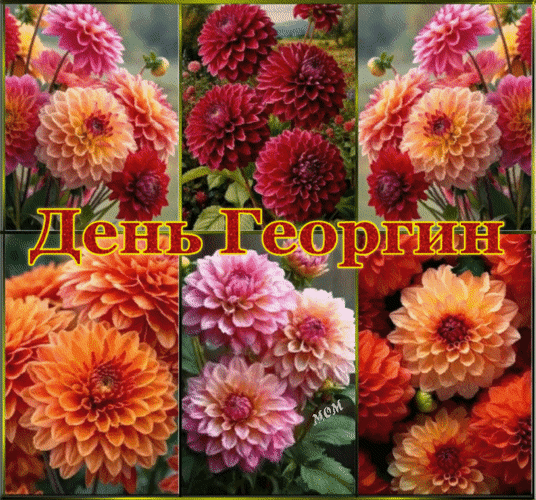 Коллаж с яркими цветами георгин в розовых, красных и оранжевых тонах с надписью «День Георгин». Красочное цветочное оформление для праздника. Анимированная открытка День Георгин Коллаж из ярких и разнообразных цветов георгин в различных цветовых оттенках: розовом, красном, оранжевом и персиковом. На изображении представлены пышные соцветия с множеством лепестков, демонстрирующие богатство форм и текстур этих садовых цветов. В центре коллажа расположена золотистая надпись на русском языке «День Георгин»