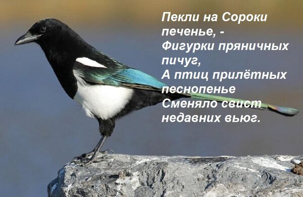 Фотография сороки на камне с наложенным поэтическим текстом о весне и прилете птиц. Эстетичное изображение дикой природы с литературным подтекстом. Открытка Пекли на Сороки печенье, - Фигурки пряничных пичуг, А птиц прилетных песнопенье Сменяло свист недавн Изображение со стороны профиля, на котором запечатлена сорока (Pica pica), сидящая на сером камне. На фоне размытый нейтральный пейзаж. Справа на картинке размещен художественный текст на русском языке, представляющий собой поэтические строки о весеннем печенье и пении прилетных птиц