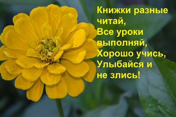 Мотивирующая картинка с желтым цветком и добрым советом для детей: читай книги, делай уроки, учись хорошо и всегда улыбайся! Открытка Книжки разные читай, Все уроки выполняй, Хорошо учись, Улыбайся и не злись! Красивое изображение ярко-желтого цветка (циннии) на фоне зеленой листвы с мотивирующей надписью на русском языке. Текст гласит: 