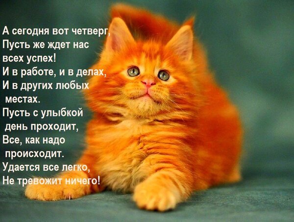 Милая открытка с рыжим котенком и добрым пожеланием на четверг. Позитивный стих об успехе в делах и хорошем настроении для рассылки друзьям. Открытка А сегодня вот четверг, Пусть же ждет нас всех успех! И в работе, и в делах, И в других любых местах. Милая открытка с рыжим пушистым котенком и вдохновляющим стихотворением на русском языке. Изображение содержит позитивное пожелание успеха на четверг, акцент на удаче в работе, делах и легком прохождении дня. Идеально подходит для отправки в мессенджерах (WhatsApp, Telegram) и социальных сетях в качестве утреннего приветствия или доброго пожелания на четверг