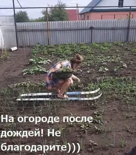 Смешное фото: женщина на лыжах по грядкам огорода после дождя. Ироничный мем о трудностях работы на даче и размытой от воды почве. Открытка На огороде после дождей Смешная фотография женщины в саду, которая пытается передвигаться по грядкам на лыжах. На снимке виден огород после сильного дождя, превратившийся в грязевую ловушку. Надпись на русском языке: 