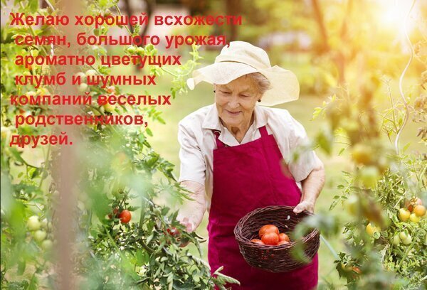 Поздравление дачникам: пожилая женщина собирает томаты в саду. Пожелание хорошего урожая и веселой компании близких. Открытка Всем желаю хорошей всхожести семян Изображение с пожеланием удачного садоводства. На снимке пожилая женщина в шляпе и красном фартуке собирает урожай томатов в корзину в солнечном саду. На картинке наложен текст на русском языке: 