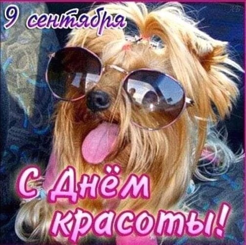 Поздравление с Днем красоты 9 сентября: милый йорк в солнечных очках. Яркая открытка для соцсетей и мессенджеров, чтобы пожелать всем красоты и отличного настроения! Открытка С днем красоты! Забавное и яркое поздравительное изображение с милым йоркширским терьером в солнцезащитных очках. Собака выглядит стильно и весело, высунув язык. На картинке нанесен текст на русском языке: «9 сентября С Днем красоты!»