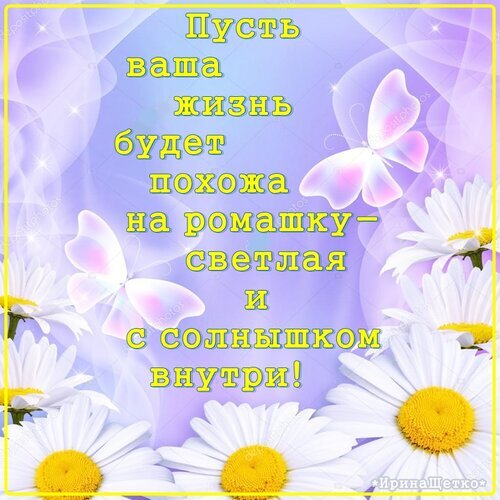 Красивая открытка с ромашками и бабочками. Пожелание: «Пусть ваша жизнь будет похожа на ромашку — светлая и с солнышком внутри!». Душевное поздравление для близких. Открытка Пусть ваша жизнь будет похожа на ромашку... Красивая поздравительная открытка в нежных фиолетовых тонах с изображением белых ромашек и изящных бабочек. На картинке нанесен вдохновляющий текст на русском языке: 