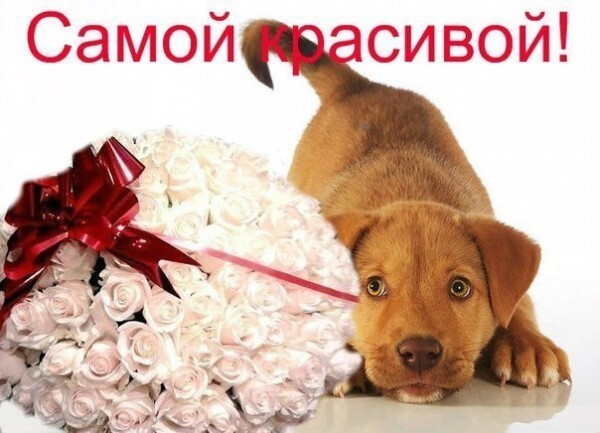 Милая открытка со щенком и букетом розовых роз с надписью «Самой красивой!». Идеальное поздравление для любимой женщины, мамы или подруги. Открытка Самой красивой! Милая и трогательная открытка для поздравления. На изображении запечатлен очаровательный золотистый щенок, который заглядывает в кадр рядом с роскошным пышным букетом нежно-розовых роз. Букет украшен элегантным темно-красным бантом. Сверху нанесена яркая красная надпись на русском языке: «Самой красивой!»