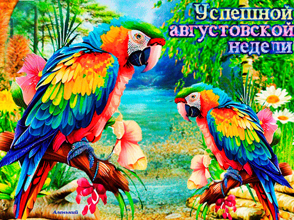 Яркая открытка с попугаями ара и пожеланием «Успешной августовской недели!». Тропическая природа, водопад и сочные цвета для отличного настроения. Анимированная открытка Успешной августовской недели!!! Яркая и красочная иллюстрация с двумя экзотическими попугаями ара, сидящими на ветке среди тропических цветов и зелени. На заднем плане виден живописный водопад и пышная природа. На картинке присутствует поздравительный текст на русском языке: «Успешной августовской недели!»