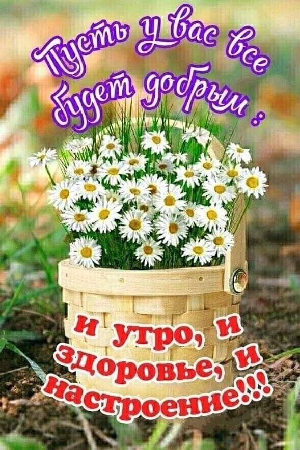 Доброе пожелание с букетом белых ромашек в корзинке. Надпись: «Пусть у вас все будет добрым: и утро, и здоровье, и настроение!!!». Красивая открытка для соцсетей. Открытка Пусть у вас все будет добрым: и утро, и здоровье, и настроение!!! Красочное поздравительное изображение с букетом белых ромашек в деревянной корзинке. На картинке нанесен теплый текст на русском языке: «Пусть у вас все будет добрым: и утро, и здоровье, и настроение!!!»