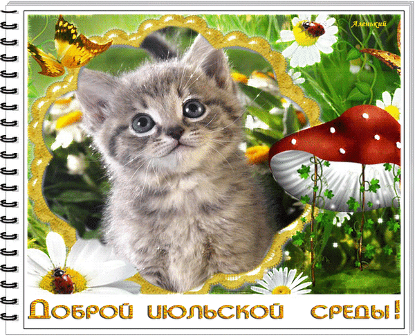 Милая открытка с котенком, ромашками и мухомором. Пожелание «Доброй июльской среды!» для летнего настроения. Идеально для отправки друзьям и близким. Анимированная открытка Доброй июльской среды! Милая открытка с пушистым серым котенком в окружении летней природы. На изображении представлены белые ромашки, яркий красный мухомор и летящие желтые бабочки. Котенок расположен в золотистой рамке на фоне зеленой травы. В нижней части картинки расположена поздравительная надпись на русском языке: Доброй июльской среды!