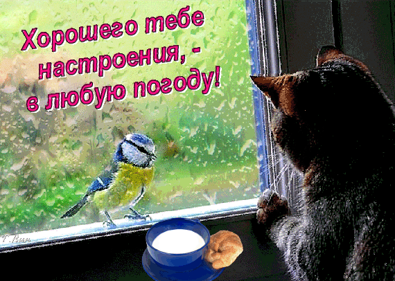 Милая открытка: котик у окна наблюдает за птичкой. Надпись: Хорошего тебе настроения, - в любую погоду!. Уютное пожелание для друзей и близких. Анимированная открытка Хорошего настроения в любую погоду! Милая открытка с котиком, который сидит у окна и наблюдает за маленькой синицей на стекле. На подоконнике стоит блюдце с молоком и печенье. На картинке наложен текст на русском языке: 