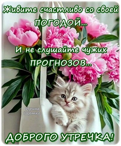 Милая открытка с котенком и пионами: «Живите счастливо со своей погодой... и не слушайте чужих прогнозов... Доброго утречка!» для хорошего настроения. Открытка Доброе утро! Красивая открытка с милым пушистым котенком и пышными розовыми пионами. На изображении расположена вдохновляющая цитата: «Живите счастливо со своей погодой... и не слушайте чужих прогнозов...». В нижней части картинки — доброе пожелание «Доброго утречка!» Милая открытка с котенком и пионами: «Живите счастливо со своей погодой... и не слушайте чужих прогнозов... Доброго утречка!» для хорошего настроения. Открытка Доброе утро! Красивая открытка с милым пушистым котенком и пышными розовыми пионами. На изображении расположена вдохновляющая цитата: «Живите счастливо со своей погодой... и не слушайте чужих прогнозов...». В нижней части картинки — доброе пожелание «Доброго утречка!»