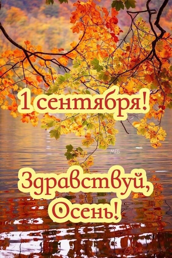 Поздравление с 1 сентября и приходом осени: золотые кленовые листья на фоне воды и надпись «1 сентября! Здравствуй, Осень!» — идеальная осенняя открытка. Открытка 7 сентября! Здравствуй Осень! Красочное осеннее изображение с ветками клена, покрытыми золотистыми и оранжевыми листьями, на фоне спокойной воды. На картинке расположена поздравительная надпись на русском языке: «1 сентября! Здравствуй, Осень!»
