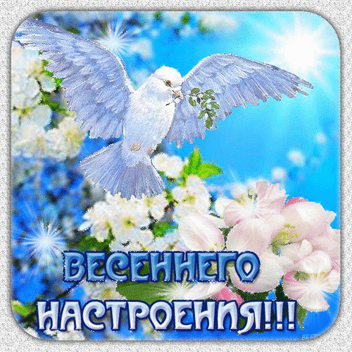 Красивая открытка с летящим белым голубем и цветами. Надпись: «Весеннего настроения!!!». Идеально для поздравлений и пожеланий радости весной. Анимированная открытка Весеннего настроения!!! Красивая поздравительная открытка с изображением белого голубя, летящего на фоне яркого голубого неба и цветущих белых цветов. В руках у птицы — веточка зелени, что символизирует мир, весну и обновление. В нижней части изображения расположена вдохновляющая надпись на русском языке: 