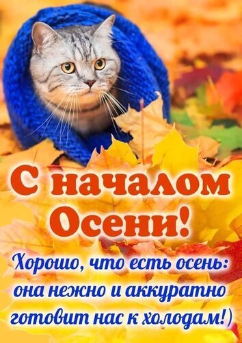 Милая осенняя открытка с котом в синем пледе на фоне золотых листьев. Надпись: «С началом Осени! Хорошо, что есть осень...». Уютное поздравление с осенью! Открытка С началом Осени! Осенняя открытка с милым серым котом, уютно укутанным в синий вязаный плед. Кот находится на фоне яркой осенней листвы золотистых и оранжевых оттенков. На изображении крупный текст на русском языке: «С началом Осени! Хорошо, что есть осень: она нежно и аккуратно готовит нас к холодам!)»