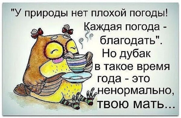 Смешной мем с совой и цитатой о погоде. Ироничная фраза о том, что у природы нет плохой погоды, но сильный холод — это уже перебор. Юмор про погоду. Открытка У природы нет плохой погоды. Но дубак в такое время года - это ненормально, твою мать… Иллюстрация с юмористической цитатой на русском языке. На рисунке изображена забавная сова, которая пьет чай из чашки, выглядя расслабленной и довольной. Текст гласит: 