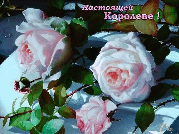 Красивая открытка с розовыми розами и надписью Настоящей Королеве!. Нежные цветы в росе, идеальное романтическое поздравление для женщины. Анимированная открытка Настоящей Королеве! Живописная открытка с изображением нежных розовых роз в росе. На картинке представлены три пышных бутона роз светло-розового цвета на фоне зеленой листвы. В верхней части кадра расположена надпись на русском языке: 