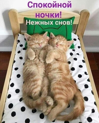 Два милых рыжих котенка спят в маленькой кроватке. Картинка с надписью «Спокойной ночки! Нежных снов!» — идеальная открытка для добрых пожеланий перед сном. Открытка Спокойной ночи! Нежных снов! Милое изображение двух рыжих котят, сладко спящих рядом в миниатюрной деревянной кроватке с пятнистым постельным бельем. На картинке присутствует надпись на русском языке: «Спокойной ночки! Нежных снов!», что делает это изображение идеальным для использования в качестве доброй открытки или пожелания спокойной ночи в социальных сетях