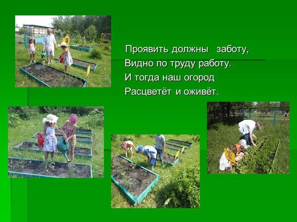 Дети занимаются садоводством на огороде: полив и уход за растениями. Образовательный коллаж о пользе труда и заботы о природе для детей. Открытка Проявить должны заботу Коллаж из фотографий, демонстрирующих процесс работы детей в школьном или детском садовском огороде. На снимках дети увлеченно занимаются садоводством: поливают растения из леек, пропалывают грядки и ухаживают за посадками в приподнятых деревянных коробах. На зеленом фоне размещен поучительный стих о важности заботы и труда для процветания огорода