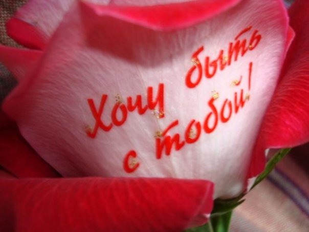 Романтичная роза с надписью «Хочу быть с тобой!» на лепестке. Красивое фото для признания в любви и романтических поздравлений. Открытка Хочу быть с тобой! Романтичное изображение нежного розового бутона розы с надписью на лепестке «Хочу быть с тобой!», выполненной красивым красным шрифтом с золотистыми искрами. Макросъемка лепестков передает текстуру цветка и создает атмосферу любви, страсти и признания в чувствах