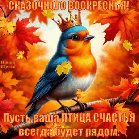Открытка «Сказочного воскресенья!» с милой птицей и осенними листьями. Пожелание, чтобы птица счастья всегда была рядом. Теплая осенняя картинка для соцсетей. Анимированная открытка Воскресенье Красивая поздравительная открытка с изображением милой синей птицы на фоне ярких осенних кленовых листьев. На картинке надпись на русском языке: 