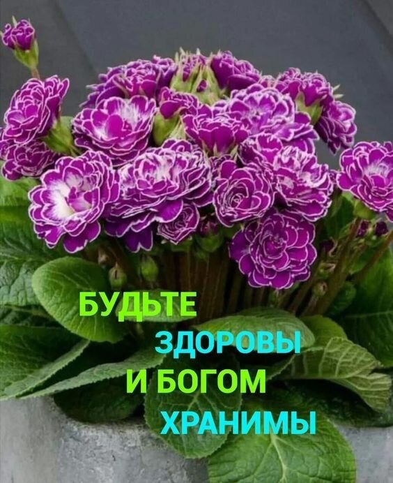 Букет фиолетовых примул с добрым пожеланием на русском языке: «Будьте здоровы и Богом хранимы». Красивая открытка для передачи тепла и светлых чувств. Открытка Будьте здоровы и Богом хранимы! Красивое эстетичное изображение букета ярко-фиолетовых примул с белой каймой на лепестках. На фоне пышной зеленой листвы расположена вдохновляющая надпись на русском языке: Будьте здоровы и Богом хранимы Букет фиолетовых примул с добрым пожеланием на русском языке: «Будьте здоровы и Богом хранимы». Красивая открытка для передачи тепла и светлых чувств. Открытка Будьте здоровы и Богом хранимы! Красивое эстетичное изображение букета ярко-фиолетовых примул с белой каймой на лепестках. На фоне пышной зеленой листвы расположена вдохновляющая надпись на русском языке: Будьте здоровы и Богом хранимы