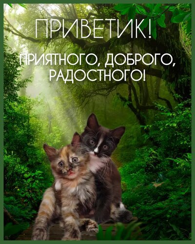 Милая открытка с котятами и пожеланием «Приветик! Приятного, доброго, радостного!». Солнечный лес и пушистые котята для вашего хорошего настроения. Открытка Приветик! Приятного, доброго, радостного Милая открытка с двумя очаровательными котятами в густом зеленом лесу. На фоне солнечных лучей, пробивающихся сквозь листву, наложена надпись на русском языке: «ПРИВЕТИК! ПРИЯТНОГО, ДОБРОГО, РАДОСТНОГО!»