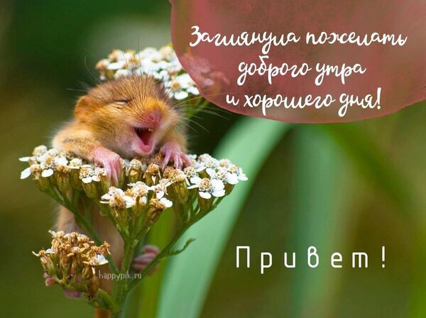 Милая открытка с зевающим зверьком на цветах. Пожелание доброго утра и хорошего дня на русском языке. Позитивная картинка для мессенджеров. Открытка Привет Милая открытка с изображением маленького рыжего хомячка или суслика, который радостно зевает, притаившись на белых полевых цветах. На картинке нанесен текст на русском языке: «Загинула пожелать доброго утра и хорошего дня! Привет!». Изображение выполнено в теплых, природных тонах с мягким размытым фоном, что создает уютное и позитивное настроение Милая открытка с зевающим зверьком на цветах. Пожелание доброго утра и хорошего дня на русском языке. Позитивная картинка для мессенджеров. Открытка Привет Милая открытка с изображением маленького рыжего хомячка или суслика, который радостно зевает, притаившись на белых полевых цветах. На картинке нанесен текст на русском языке: «Загинула пожелать доброго утра и хорошего дня! Привет!». Изображение выполнено в теплых, природных тонах с мягким размытым фоном, что создает уютное и позитивное настроение