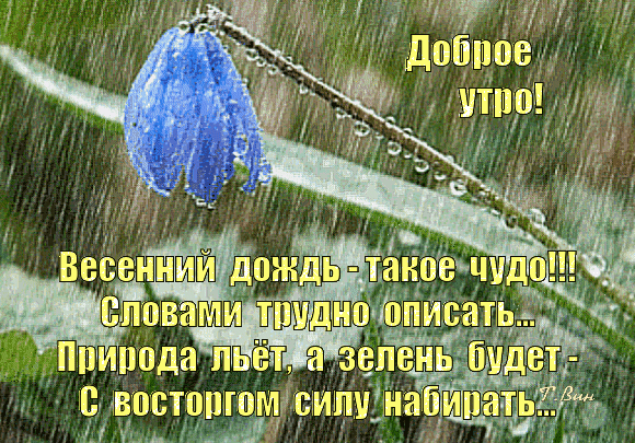 Открытка «Доброе утро!» с синим цветком под весенним дождем. Вдохновляющие стихи о красоте природы и обновлении. Красивое пожелание доброго утра и хорошего дня. Анимированная открытка Доброе утро! Весенний дождь - такое чудо... Красивая поздравительная открытка с изображением нежного синего цветка под каплями весеннего дождя. На картинке размещен вдохновляющий текст на русском языке: «Доброе утро! Весенний дождь — такое чудо!!! Словами трудно описать... Природа льет, а зелень будет с восторгом силу набирать...». Атмосферное изображение природы, символизирующее обновление, свежесть и красоту пробуждающейся жизни