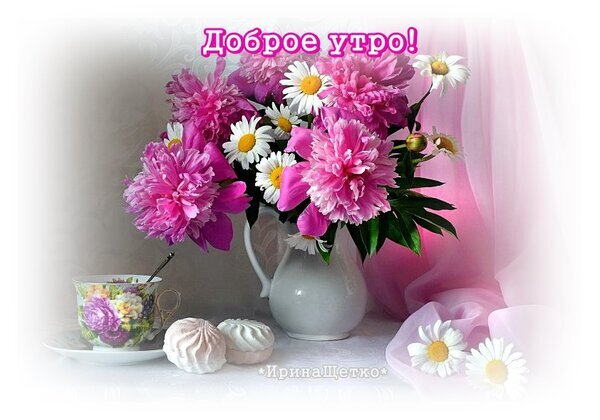 Поздравительная открытка «Доброе утро!» с пышным букетом розовых пионов, ромашек, чашкой чая и зефиром. Красивое и нежное пожелание на каждое утро. Открытка Доброе утро! Красивая поздравительная открытка с надписью «Доброе утро!». На изображении представлен пышный букет розовых пионов и белых ромашек в белой вазе. Рядом стоит изящная чашка с цветочным принтом и две нежные зефирные сладости. Композиция дополнена легкой розовой тканью и мягким освещением, создавая уютную и теплую атмосферу для утреннего пожелания Поздравительная открытка «Доброе утро!» с пышным букетом розовых пионов, ромашек, чашкой чая и зефиром. Красивое и нежное пожелание на каждое утро. Открытка Доброе утро! Красивая поздравительная открытка с надписью «Доброе утро!». На изображении представлен пышный букет розовых пионов и белых ромашек в белой вазе. Рядом стоит изящная чашка с цветочным принтом и две нежные зефирные сладости. Композиция дополнена легкой розовой тканью и мягким освещением, создавая уютную и теплую атмосферу для утреннего пожелания