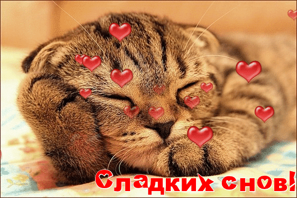 Милая открытка «Сладких снов!» с изображением спящего котика и красными сердечками. Идеальное доброе пожелание спокойной ночи для близких и друзей. Анимированная открытка Сладких снов! Милая и уютная GIF-анимация с изображением спящего полосатого котика, окруженного парящими красными сердечками. На картинке видна надпись на русском языке «Сладких снов!», что делает это изображение идеальным для отправки близким, друзьям или в социальные сети в качестве доброго пожелания спокойной ночи. Теплые тона и пушистая текстура шерсти создают атмосферу нежности, спокойствия и умиротворения Милая открытка «Сладких снов!» с изображением спящего котика и красными сердечками. Идеальное доброе пожелание спокойной ночи для близких и друзей. Анимированная открытка Сладких снов! Милая и уютная GIF-анимация с изображением спящего полосатого котика, окруженного парящими красными сердечками. На картинке видна надпись на русском языке «Сладких снов!», что делает это изображение идеальным для отправки близким, друзьям или в социальные сети в качестве доброго пожелания спокойной ночи. Теплые тона и пушистая текстура шерсти создают атмосферу нежности, спокойствия и умиротворения