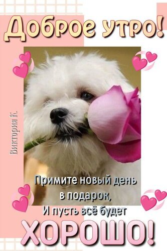 Милая открытка «Доброе утро!» с белой пушистой собачкой и розой. Пожелание хорошего дня с розовыми сердечками. Идеально для WhatsApp и соцсетей. Открытка Доброе утро! Примите новый день в подарок! Милая поздравительная открытка с изображением белоснежной пушистой собаки (мальтезе или биchon frise), которая держит в зубах нежную розовую розу. Картинка оформлена в светлых тонах с декоративными розовыми сердечками по краям. На изображении на русском языке написан добрый текст: «Доброе утро! Примите новый день в подарок, И пусть все будет ХОРОШО!» Милая открытка «Доброе утро!» с белой пушистой собачкой и розой. Пожелание хорошего дня с розовыми сердечками. Идеально для WhatsApp и соцсетей. Открытка Доброе утро! Примите новый день в подарок! Милая поздравительная открытка с изображением белоснежной пушистой собаки (мальтезе или биchon frise), которая держит в зубах нежную розовую розу. Картинка оформлена в светлых тонах с декоративными розовыми сердечками по краям. На изображении на русском языке написан добрый текст: «Доброе утро! Примите новый день в подарок, И пусть все будет ХОРОШО!»
